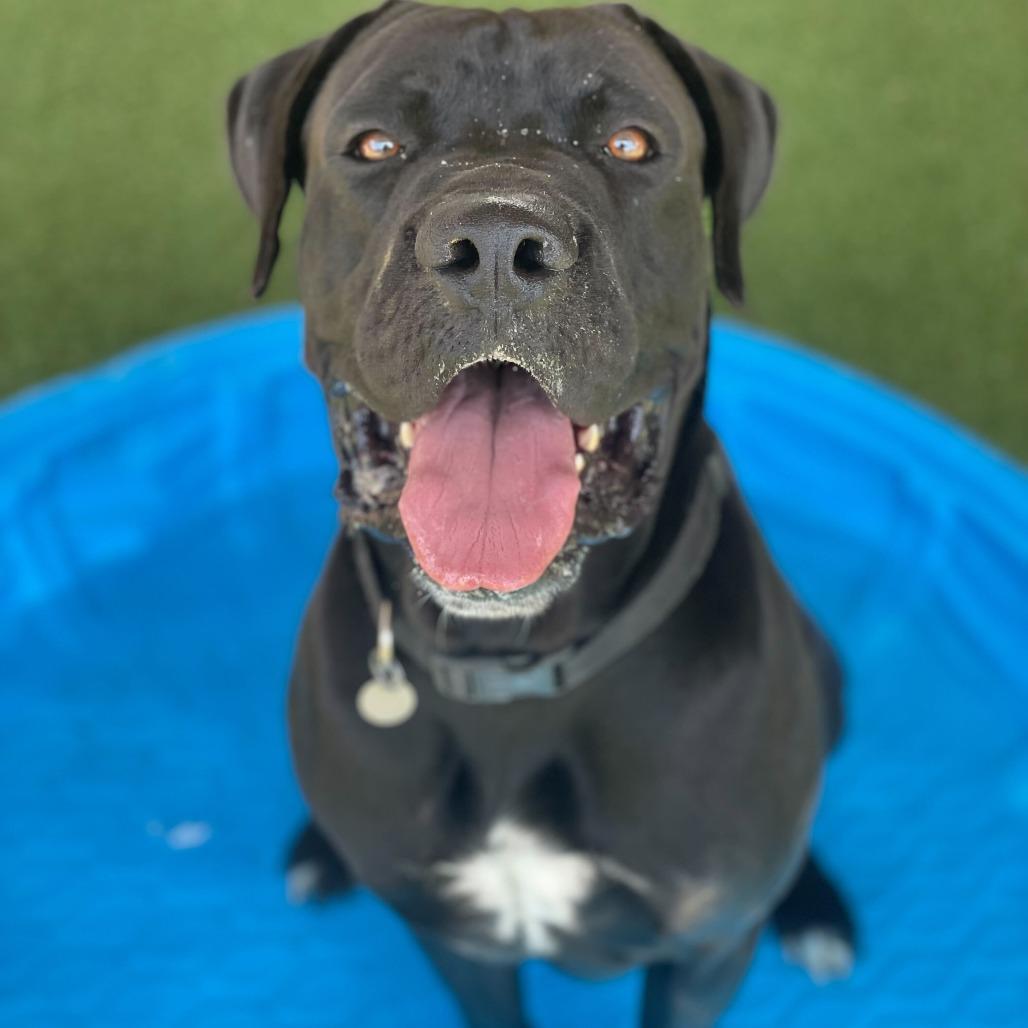 Frankie