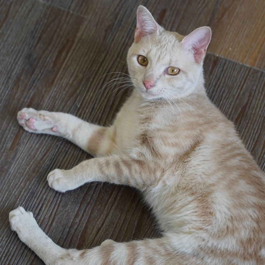 Leo