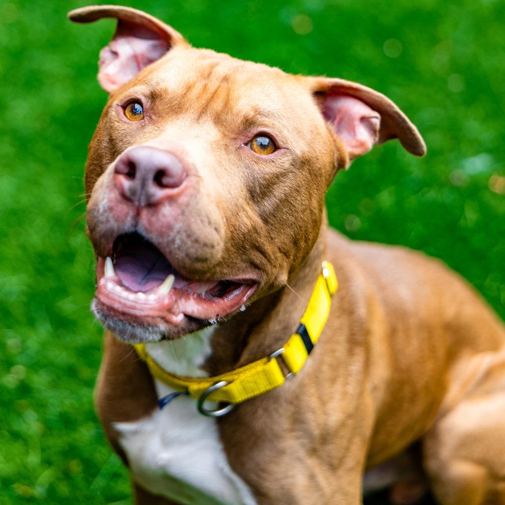 Buster Brown