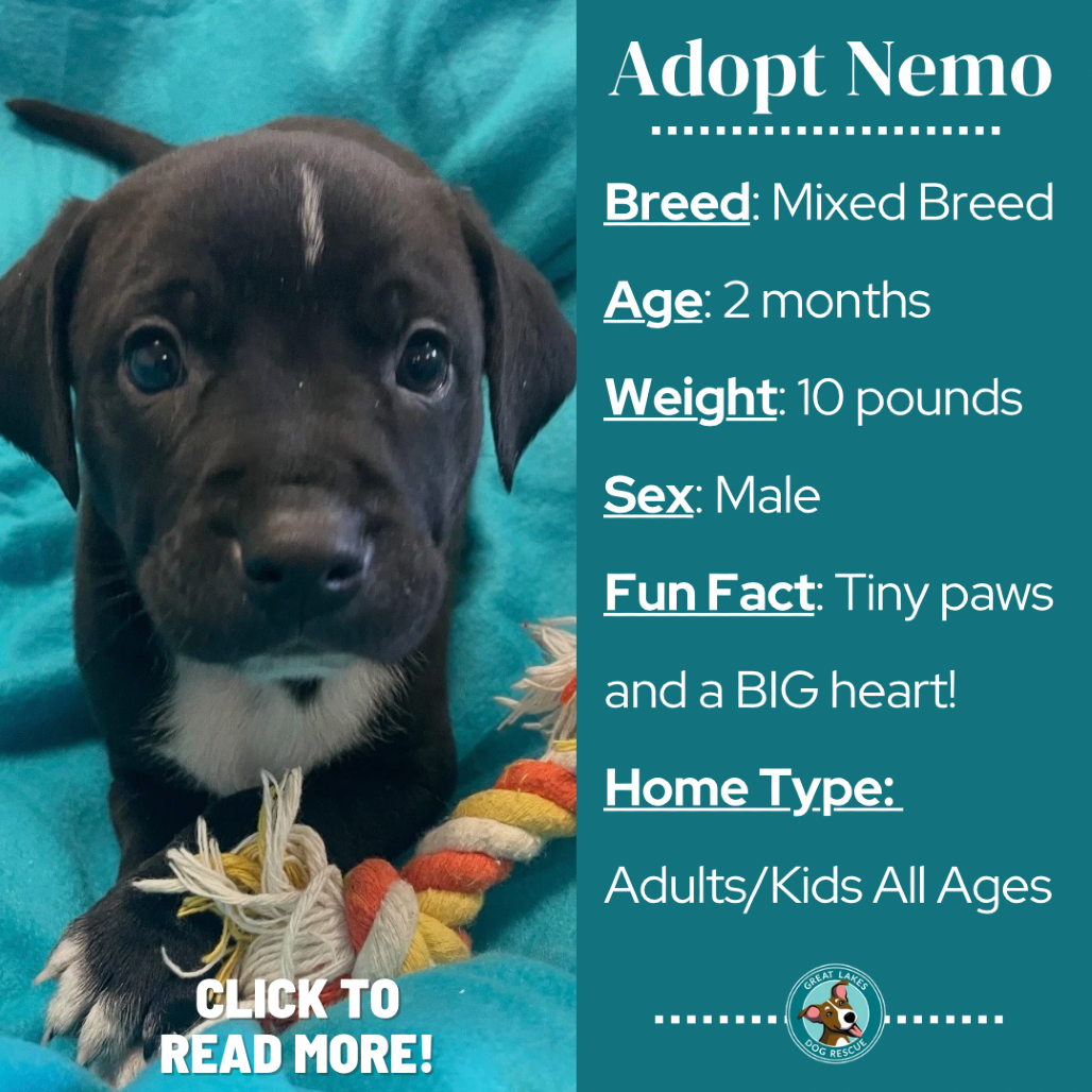 Nemo