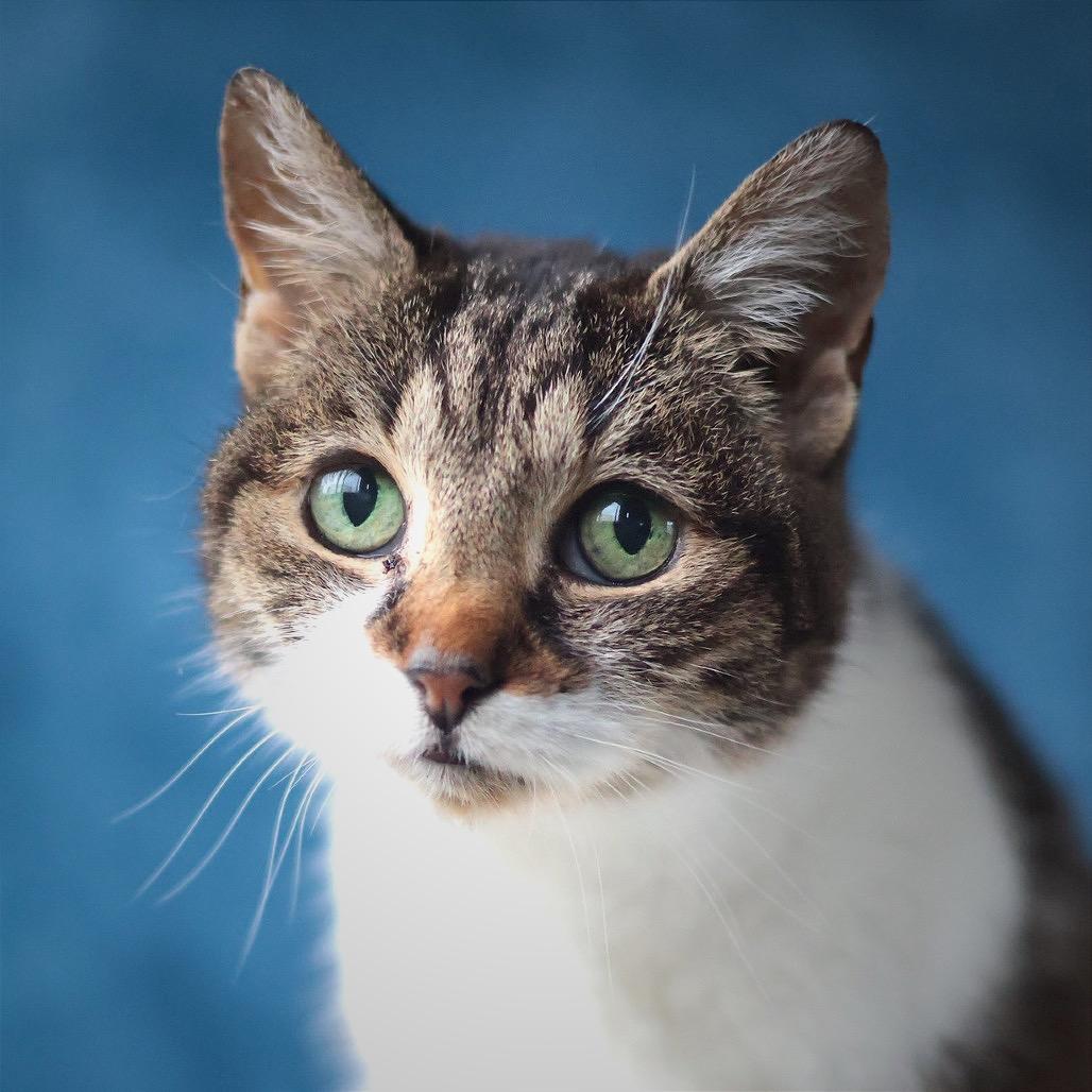 Bastet