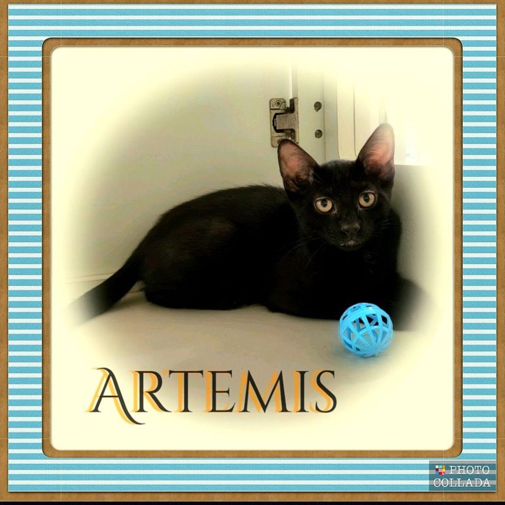Artemis