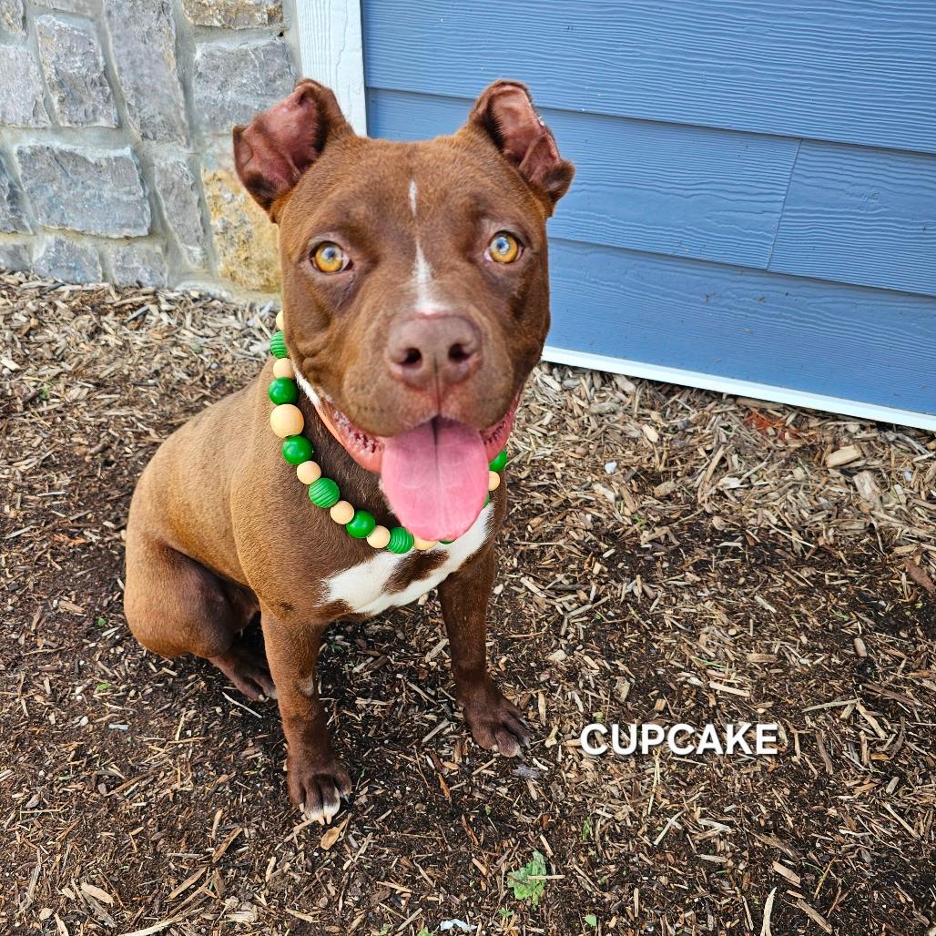 Cupcake