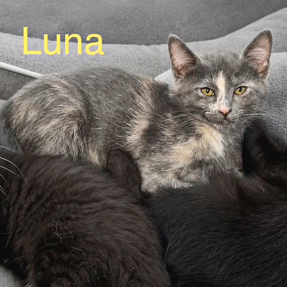Luna