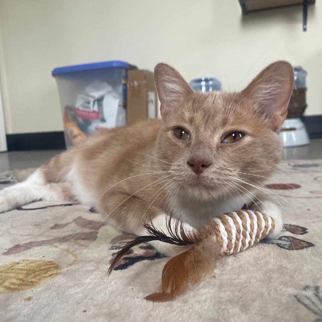 Gimli