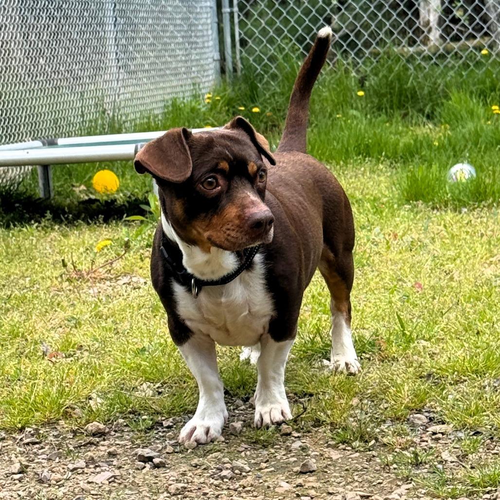 Ziggy