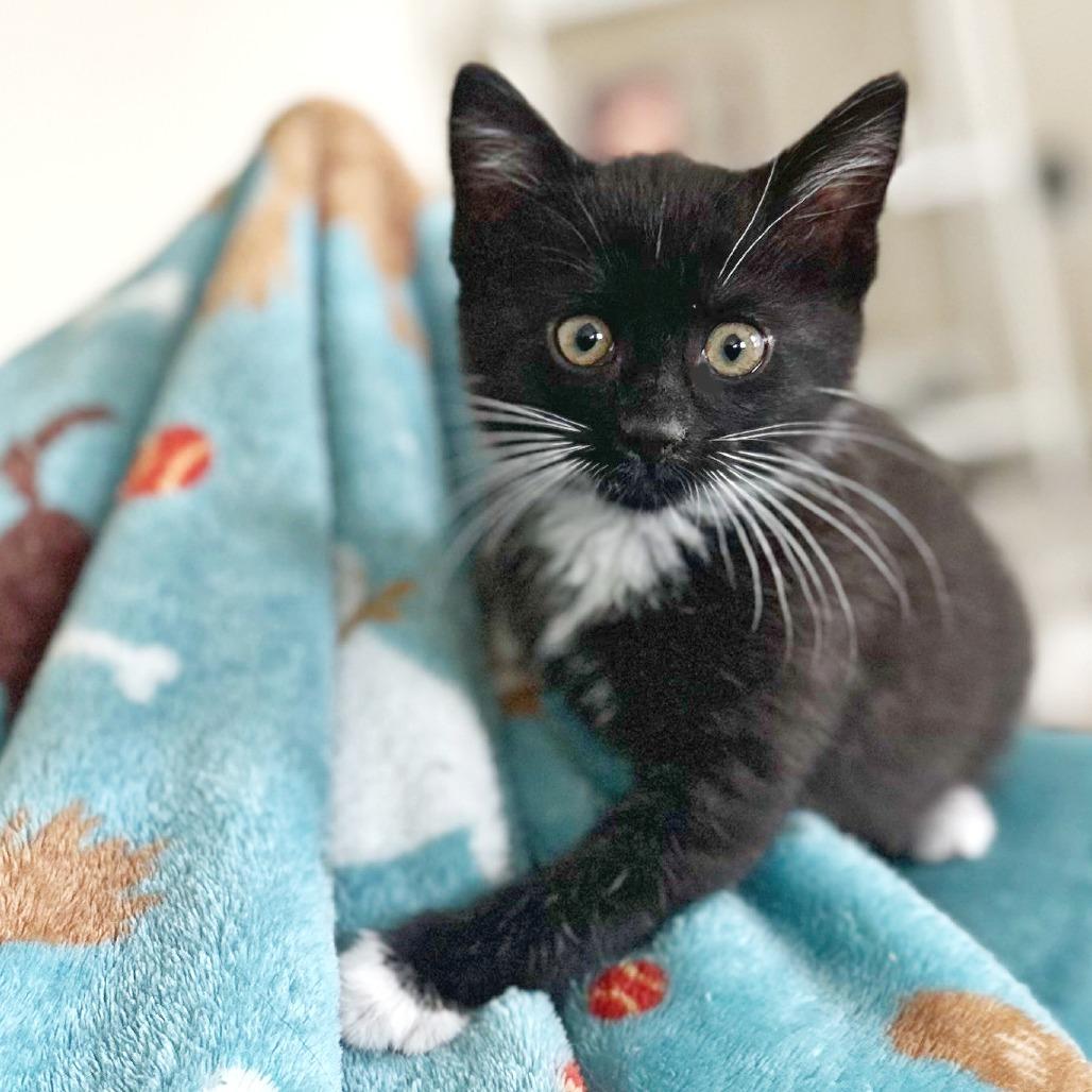 Stella