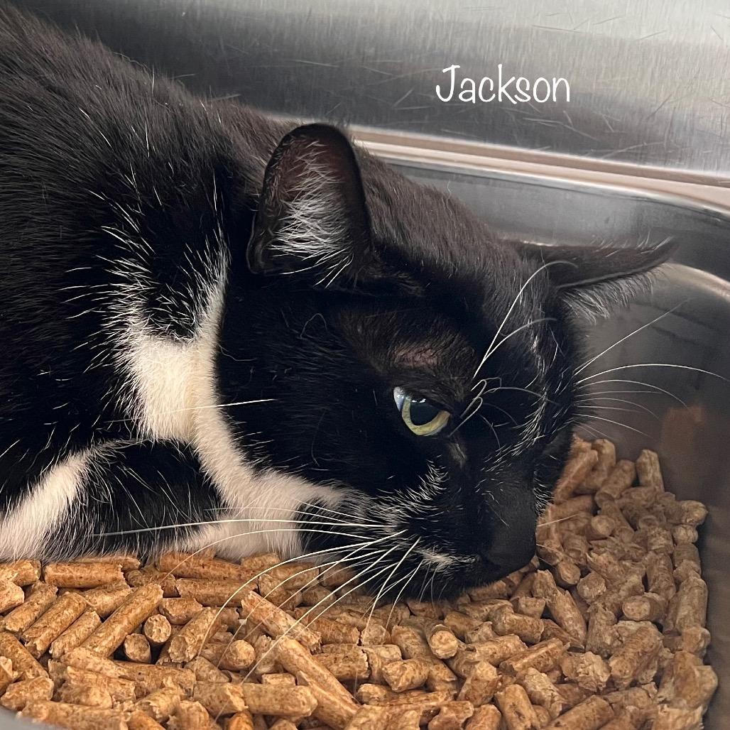 Jackson