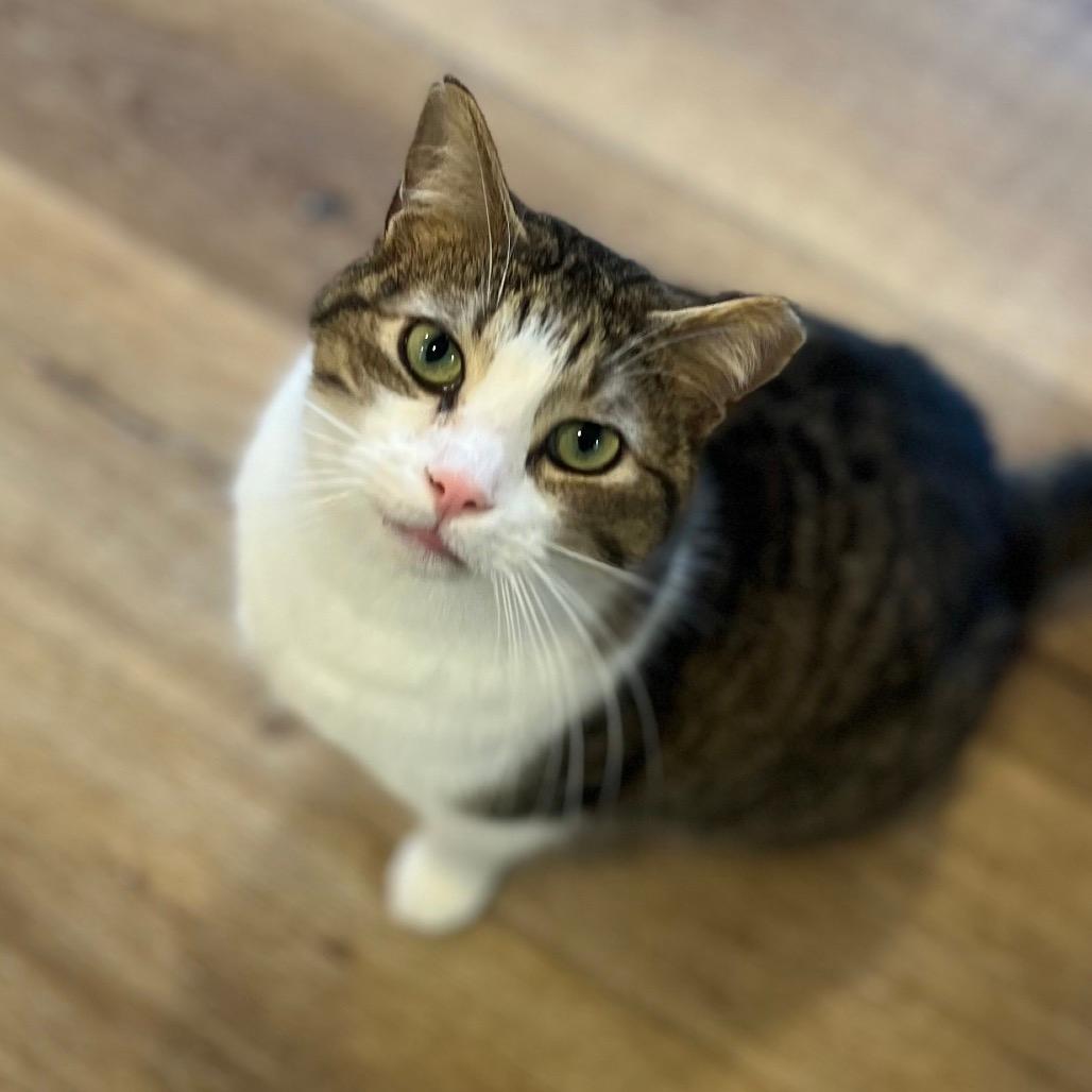 Cecil