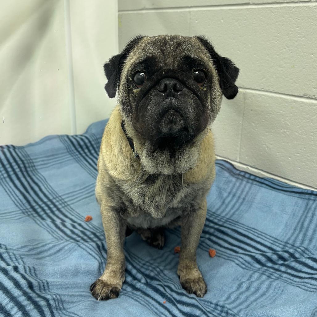 Otis