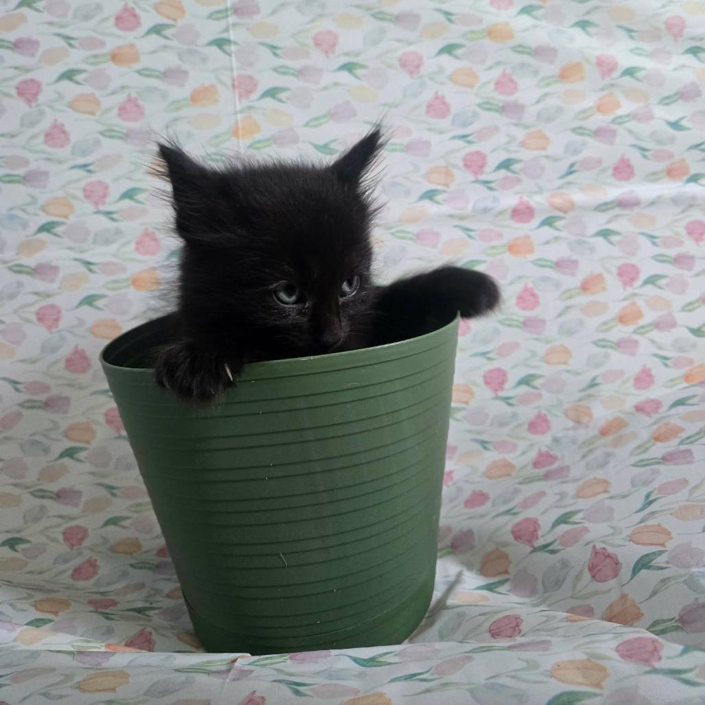 Domino