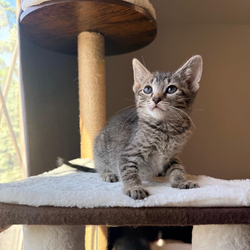 Biscotti