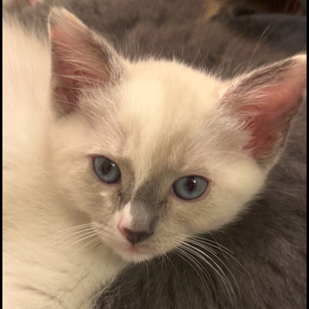 Isabel