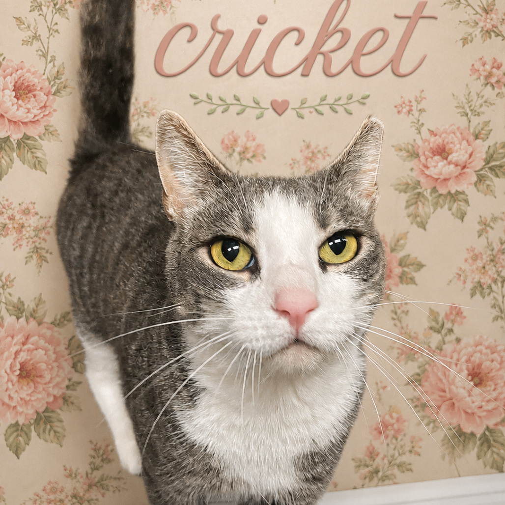 Cricket