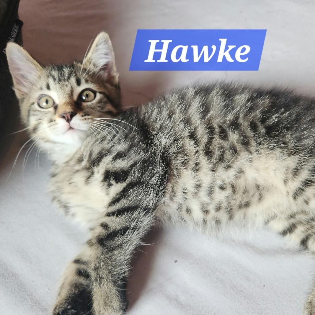 Hawke 