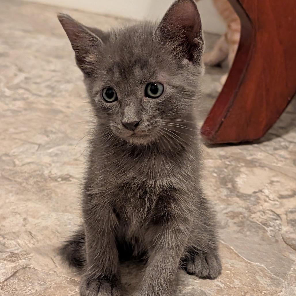 Nico