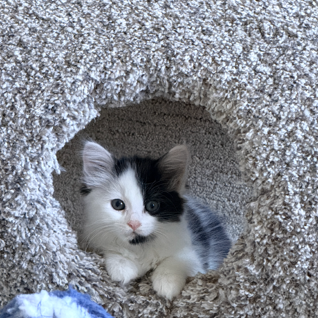 Cannoli