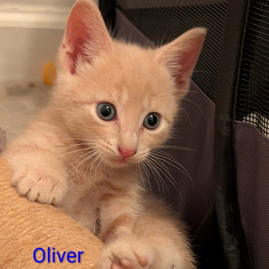 Oliver
