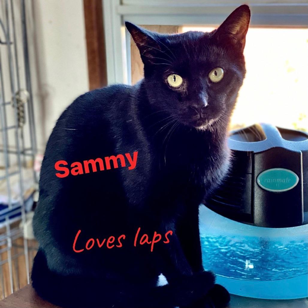 Sammy