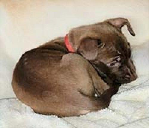 Picture of cinnamon/ penny