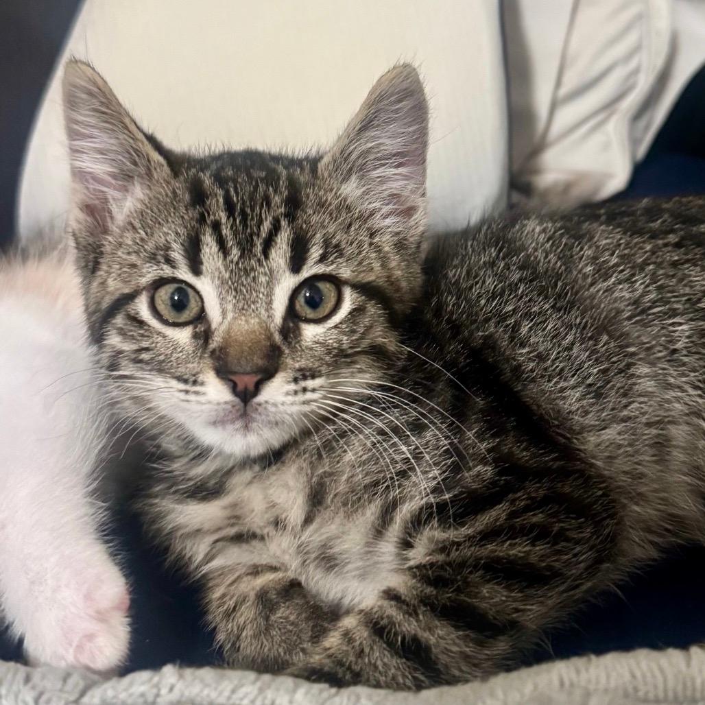 Luigi (Home adoption)
