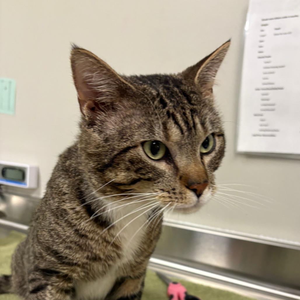 STRAY CAT "Sneaky-Pooh"