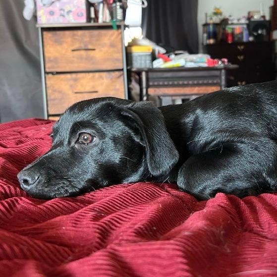 Beanie Baby