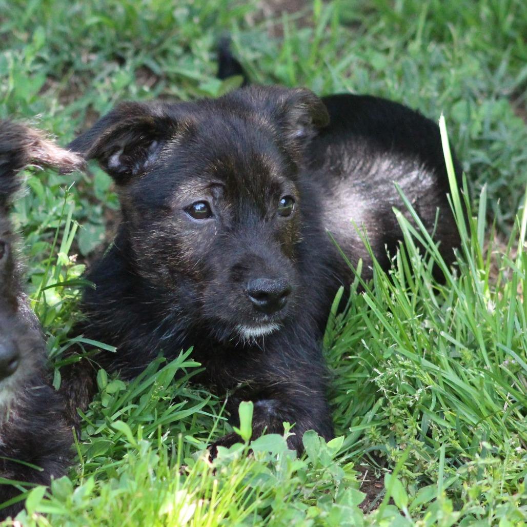 NY Stewie Avail May 30 (Wabeeka Campground Copake NY)