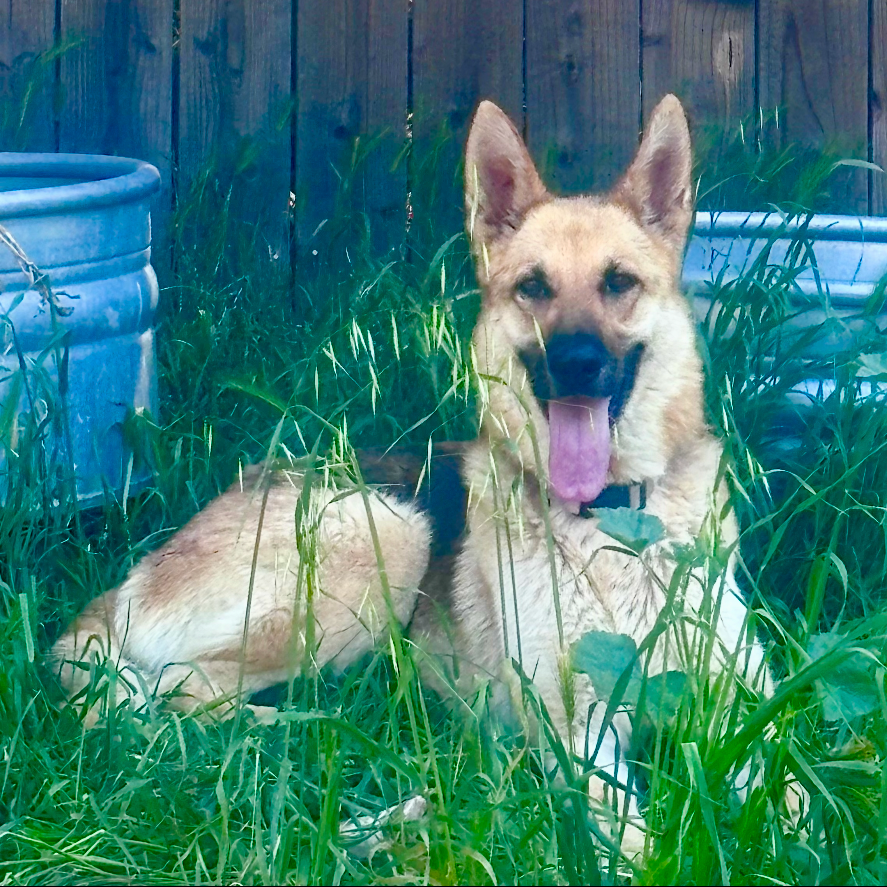 Hazel