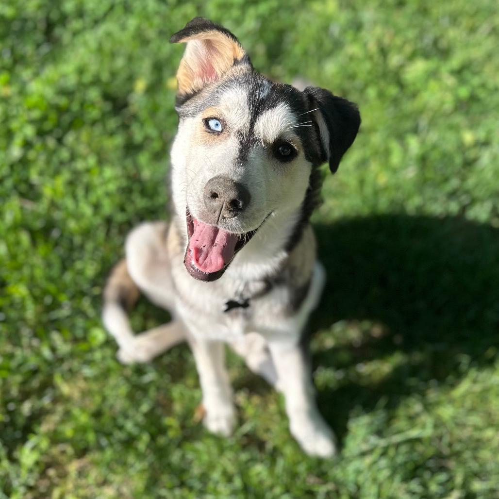 Ranger