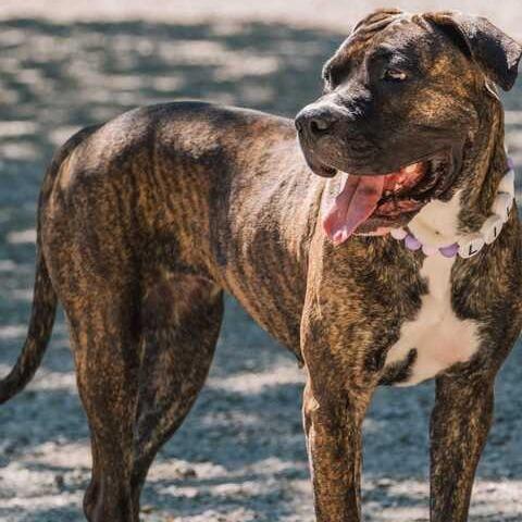 Lila