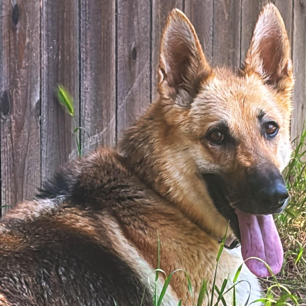 Hazel
