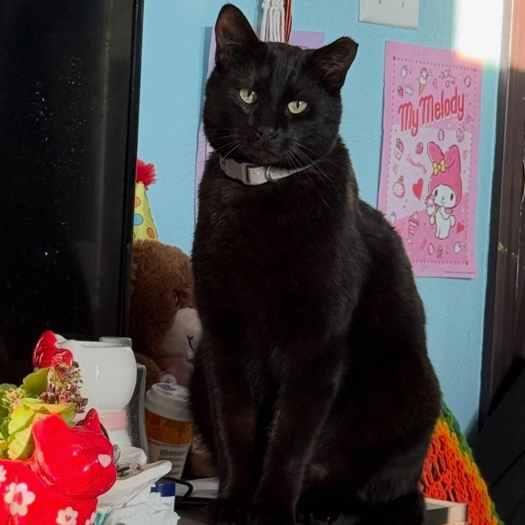 Mister Muffins **Off-Site Foster Home**