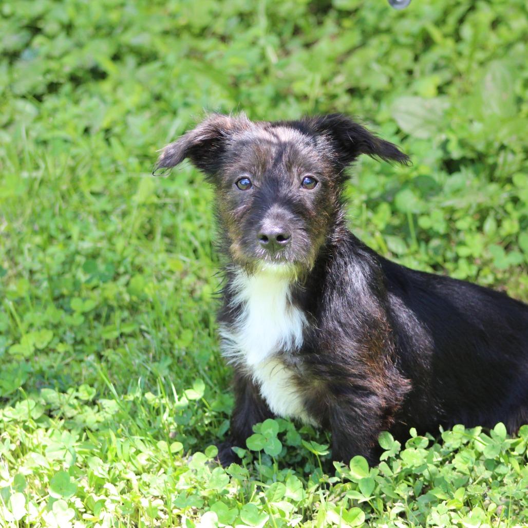 NY Louie Avail May 30 (Wabeeka Campground Copake NY)