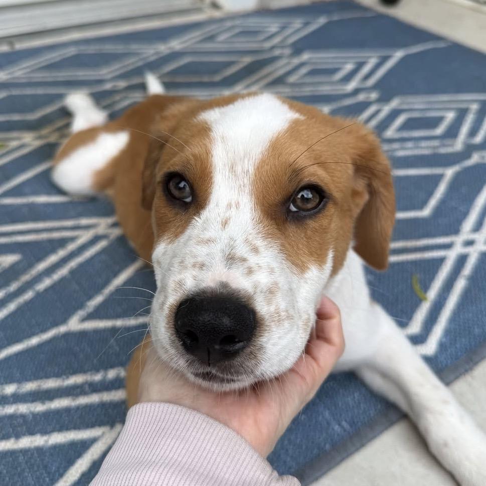 Milo