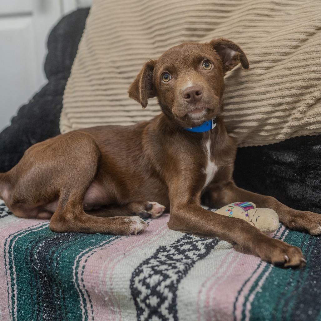 Elliott
