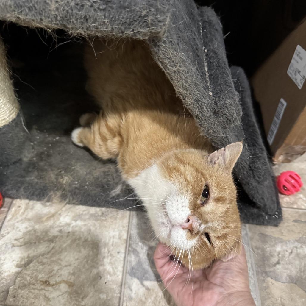 Peter - IN FOSTER
