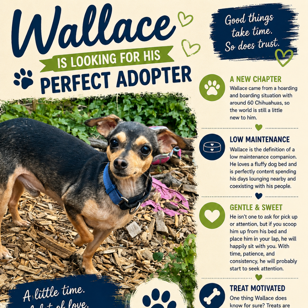 Wallace