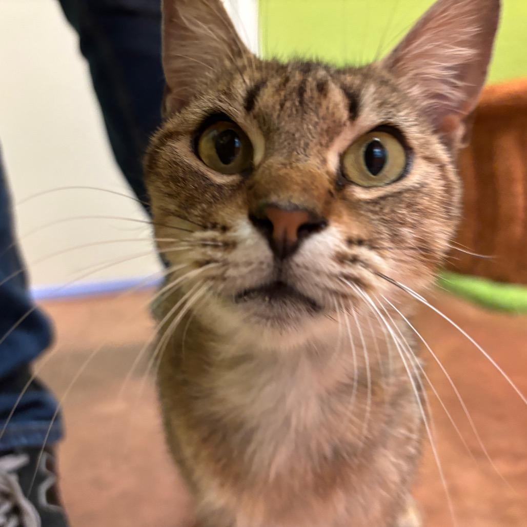 Nutmeg