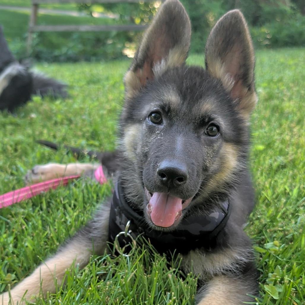 Bailey