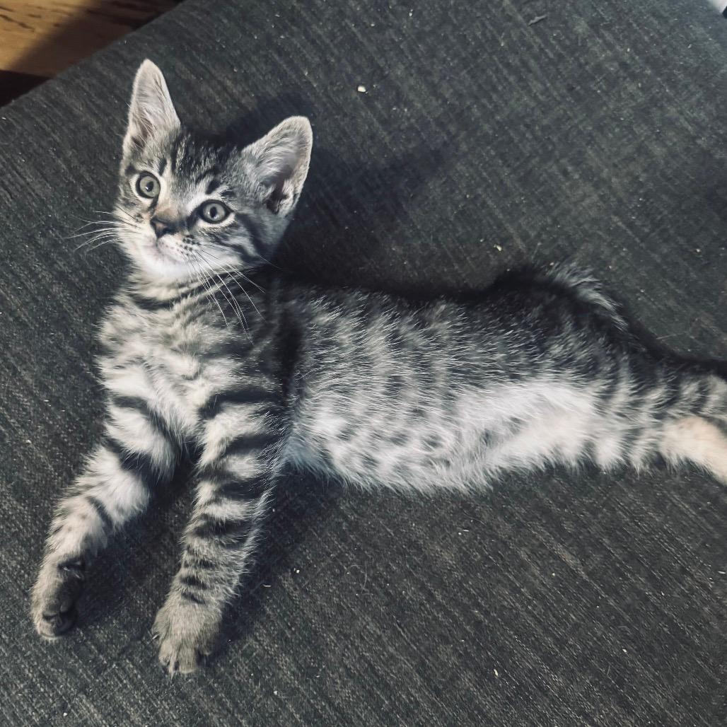 Mario (Home adoption)