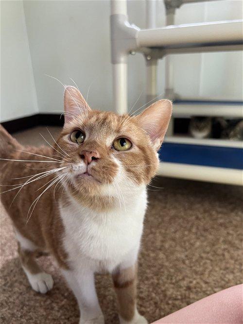 Adoptable Cats & Kittens in Charleston, WV