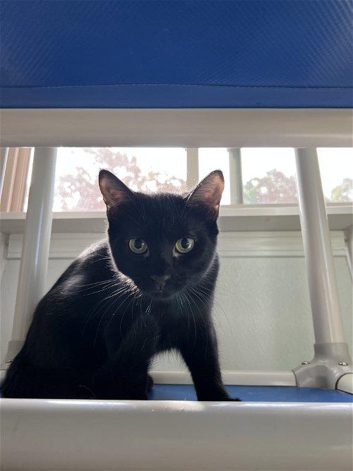 Adoptable Cats & Kittens in Charleston, WV