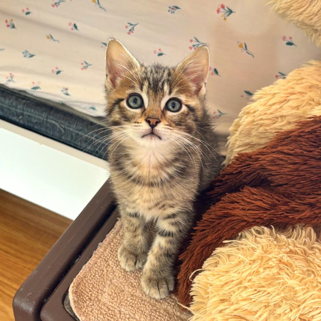 Forrest - IN FOSTER