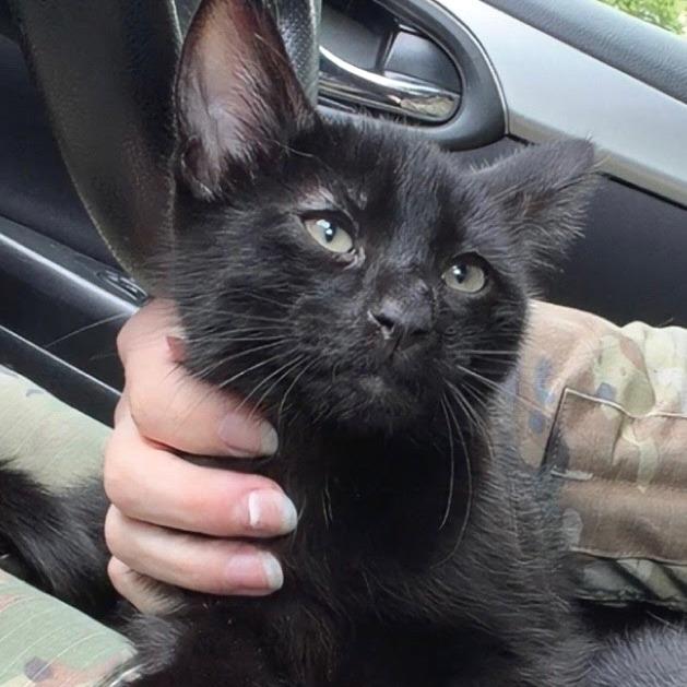 Teriyaki - Petsmart