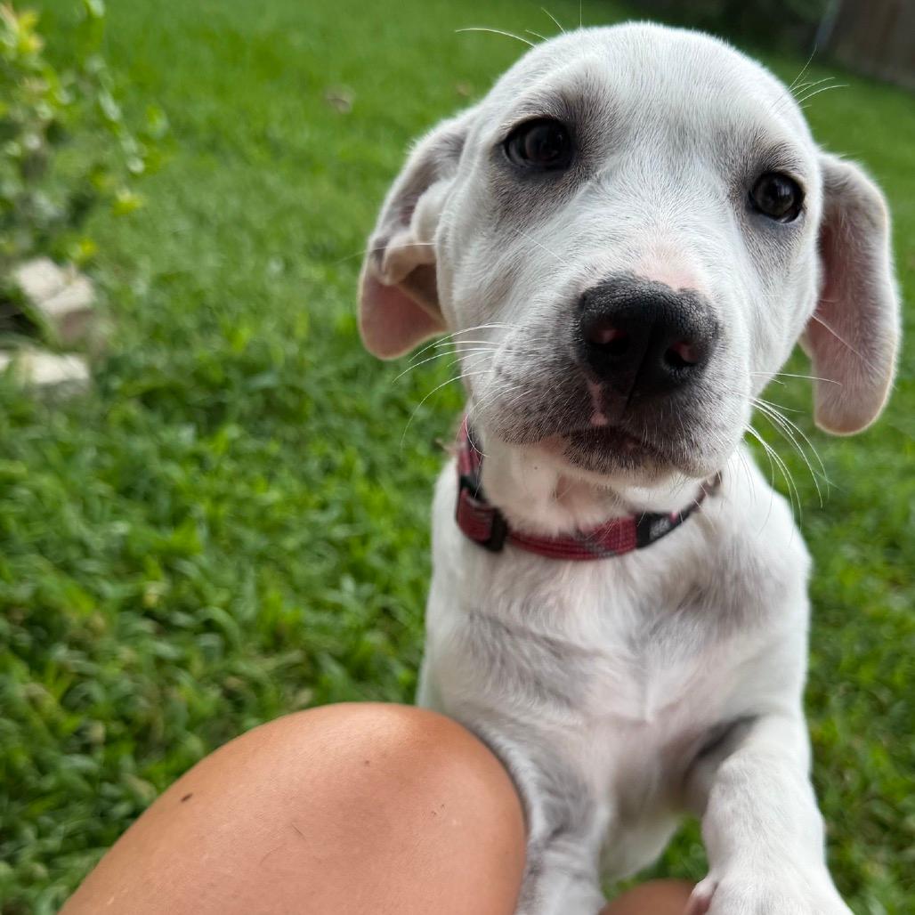 Daisy