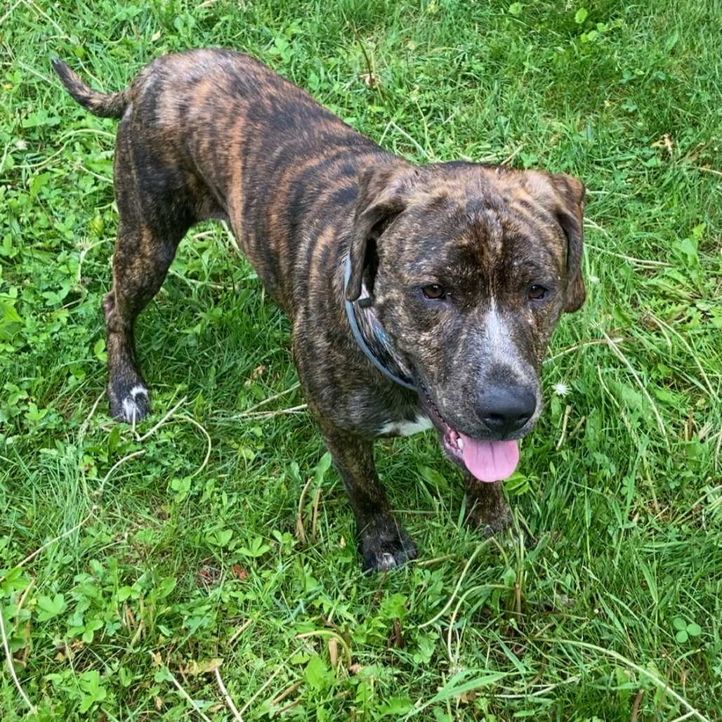 Koda
