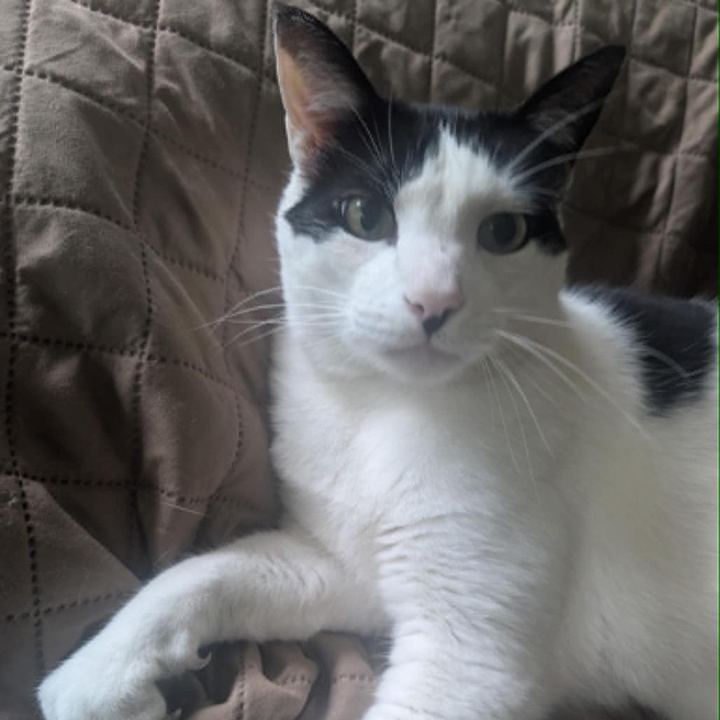 Chester
