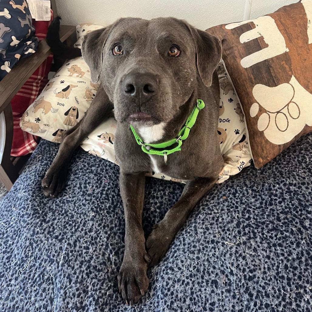 Floyd (Reduced Adoption Fee)