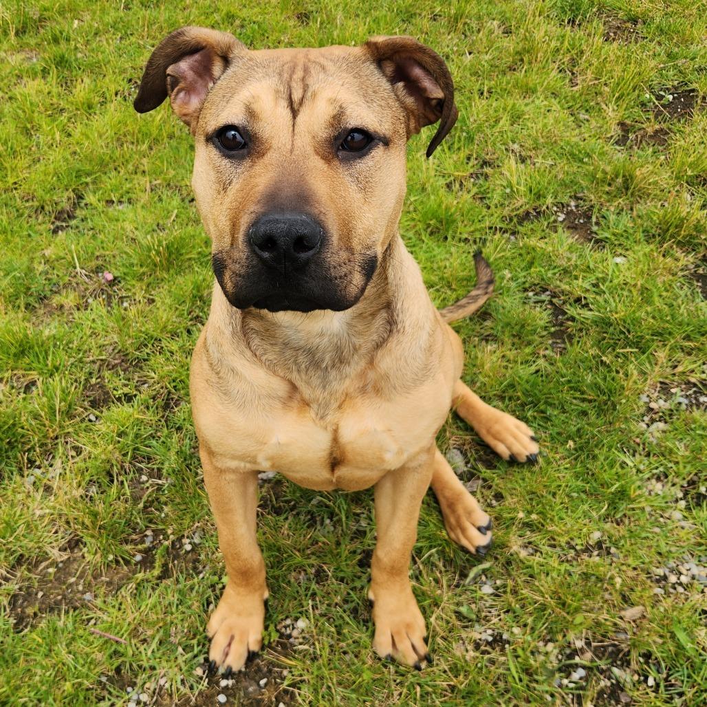Pibble
